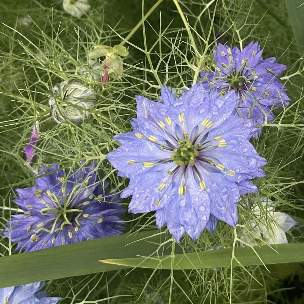 Graines de Nigelle de Damas Moody Blues - Nigella damascena
