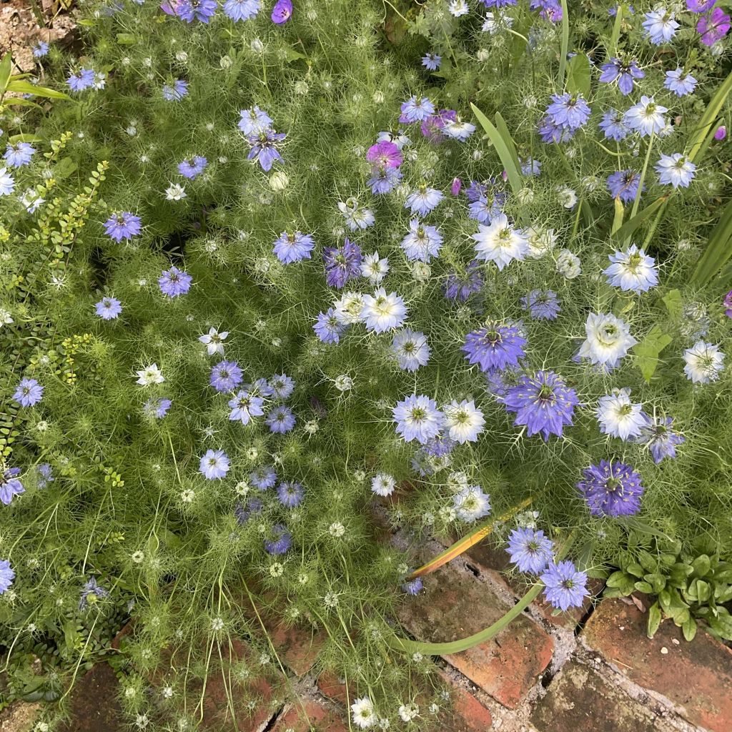 Graines de Nigelle de Damas Moody Blues - Nigella damascena