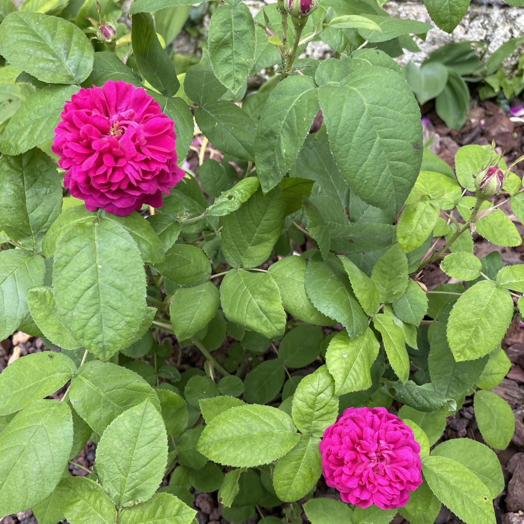 Rosier de Damas - Rosa (x) damascena