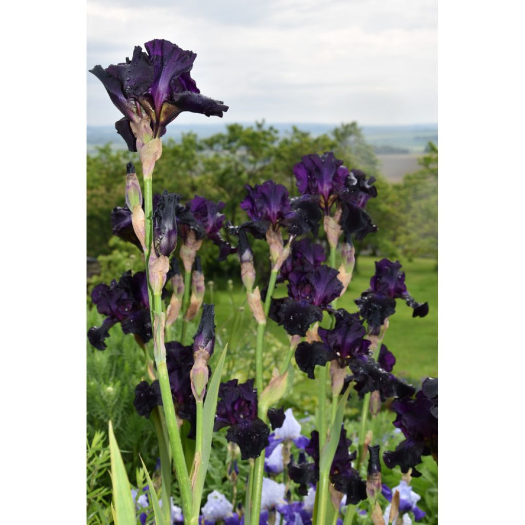 Iris Barbata-Elatior Superstition