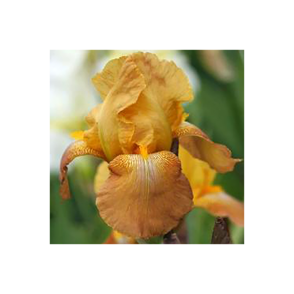 Iris germanica Casque d'Or - Iris des Jardins