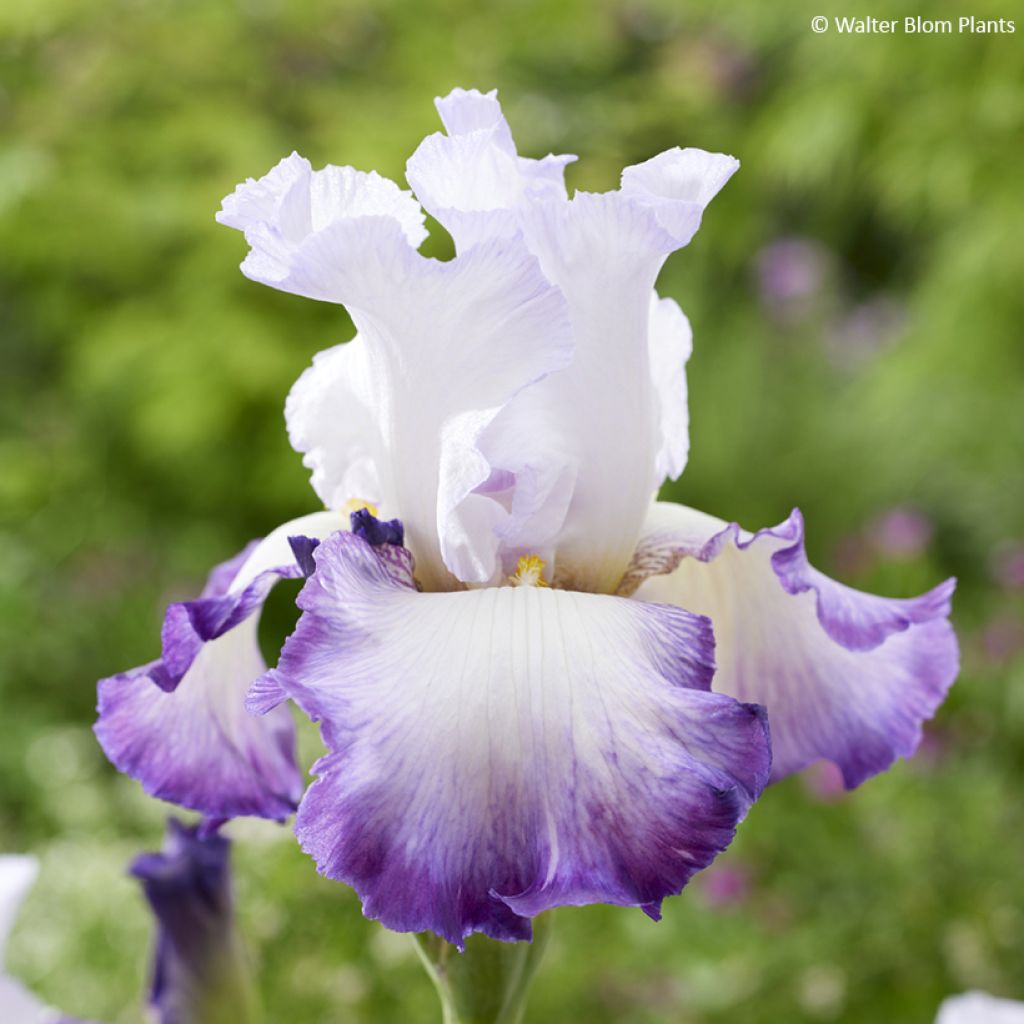Iris germanica Pastel Printanier - Iris des Jardins