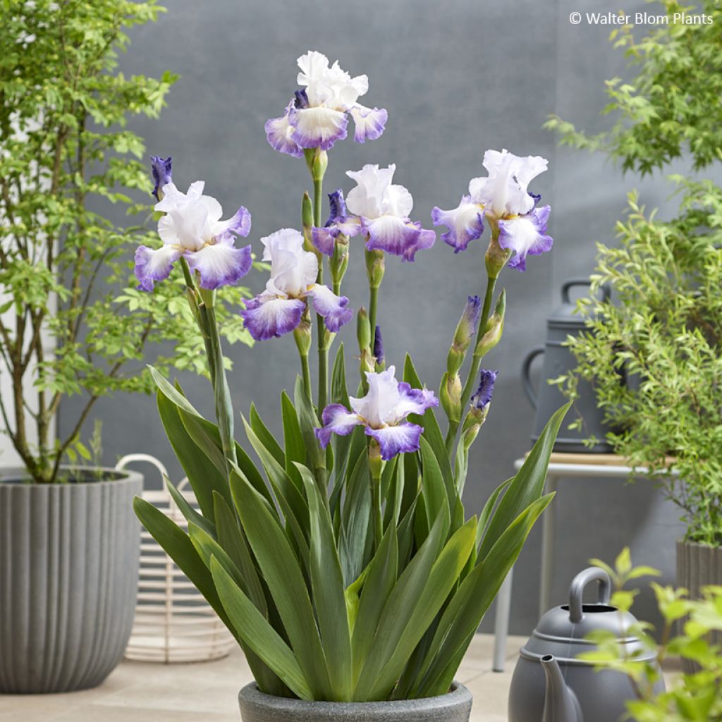 Iris germanica Pastel Printanier - Iris des Jardins