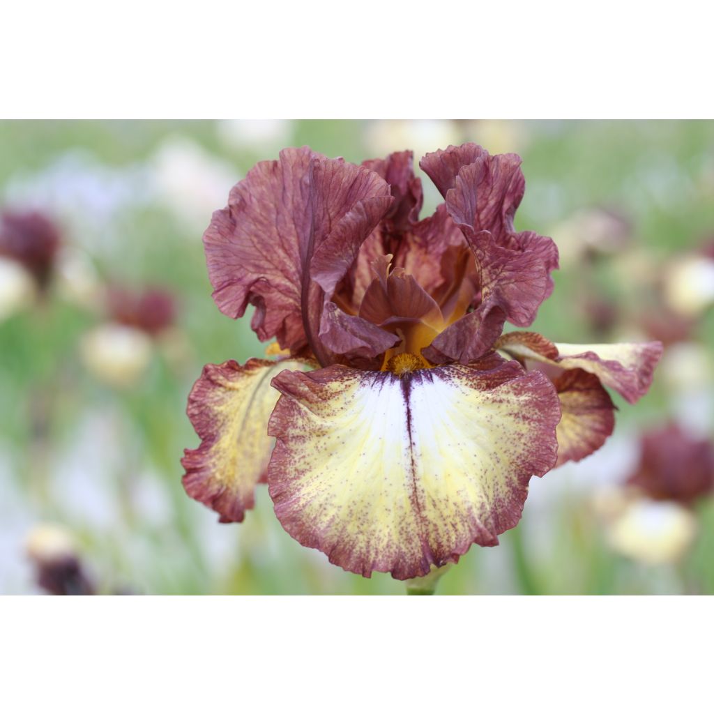 Iris germanica Flamenco - Burgundy Brown - Iris des Jardins