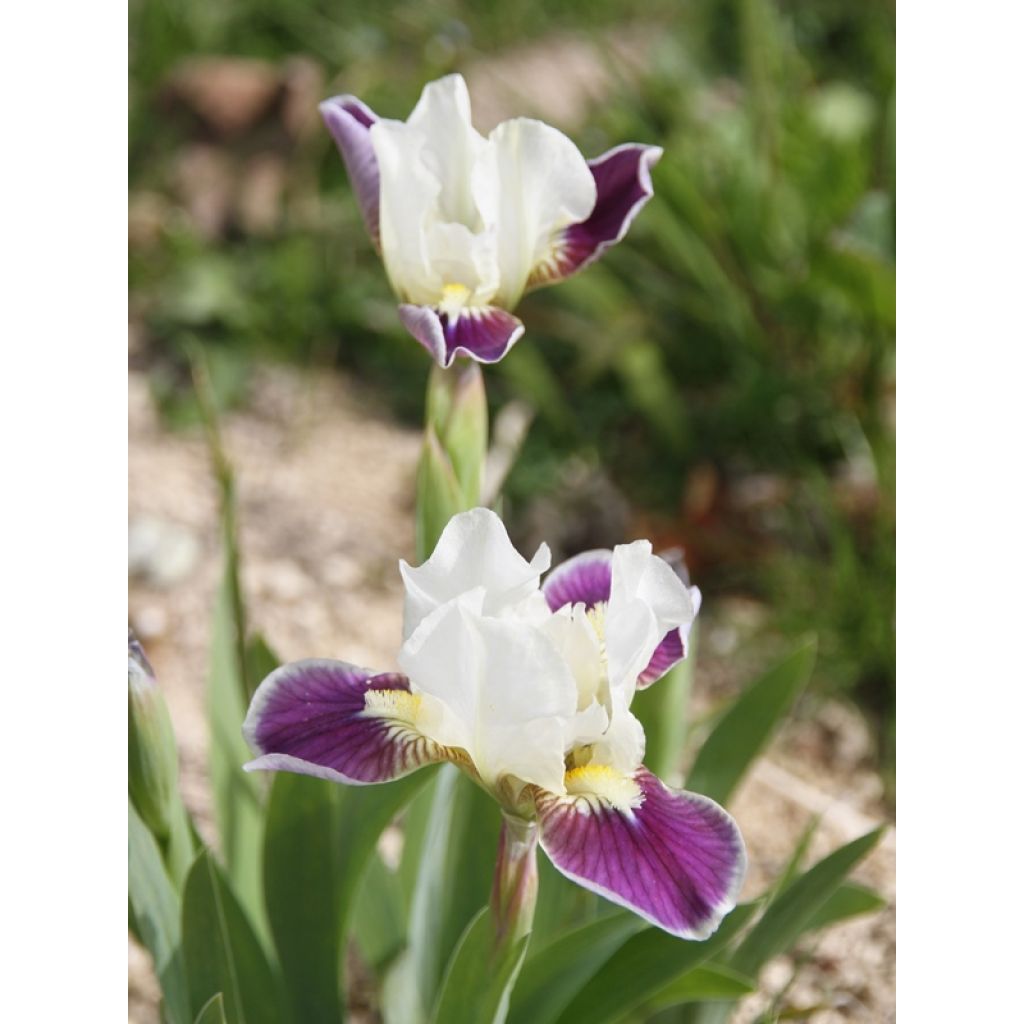 Au soleil, la couleur est conforme !