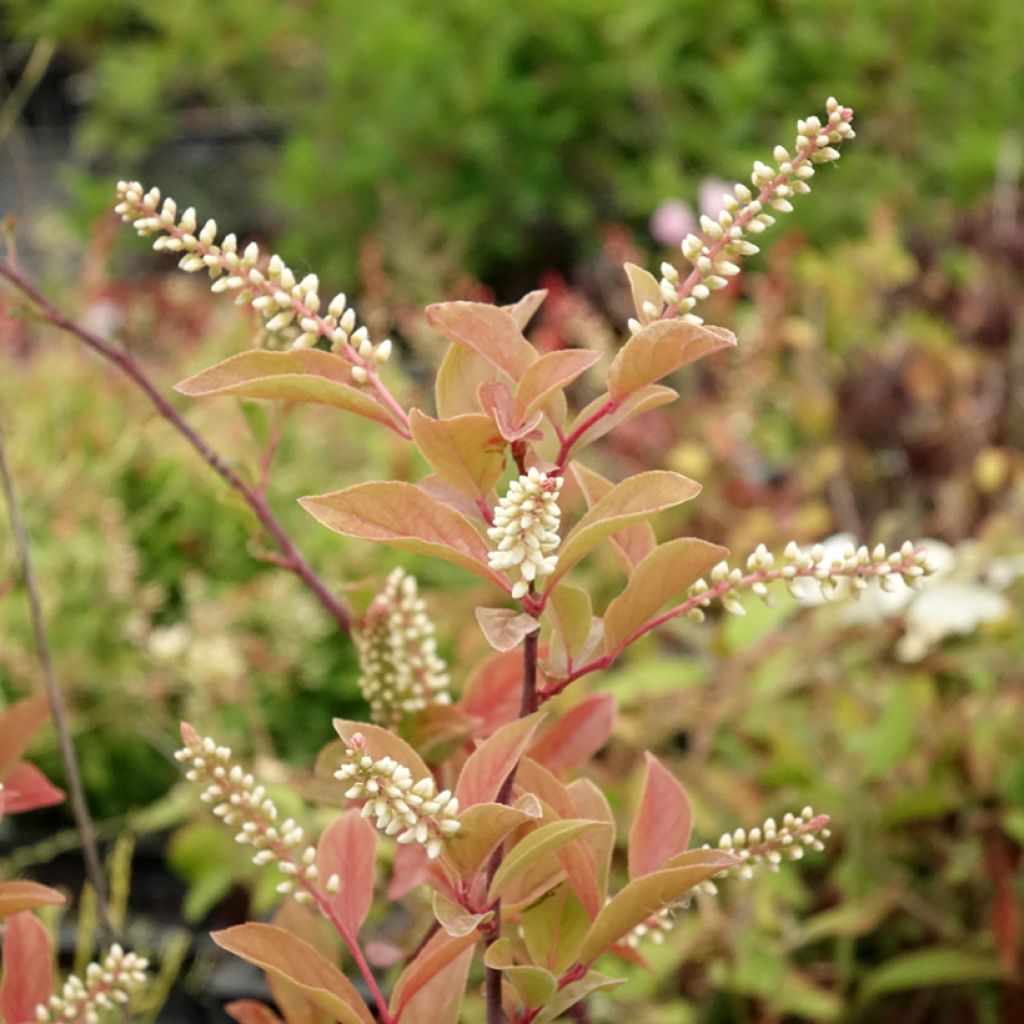 Itea virginica Henry's Garnet - Itea de Virginie