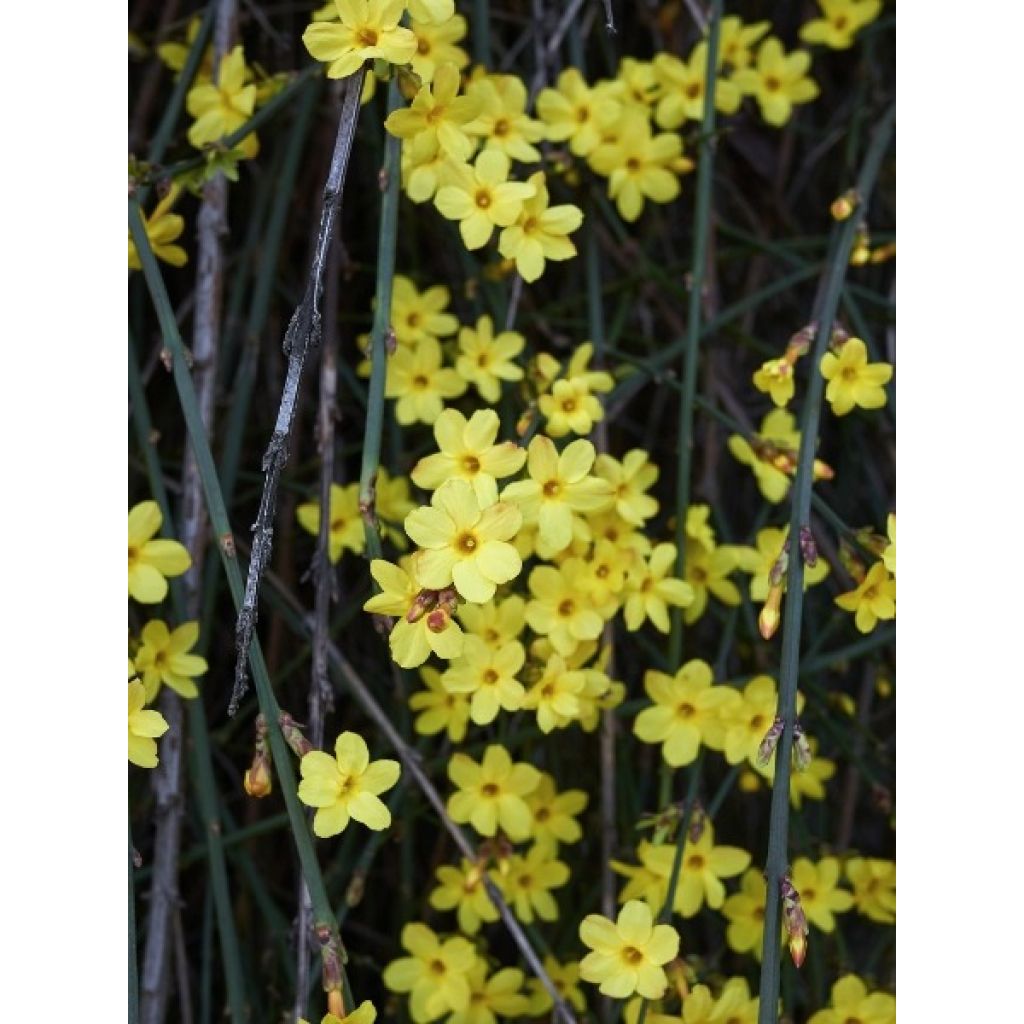 Jasmin d'hiver - Jasminum nudiflorum