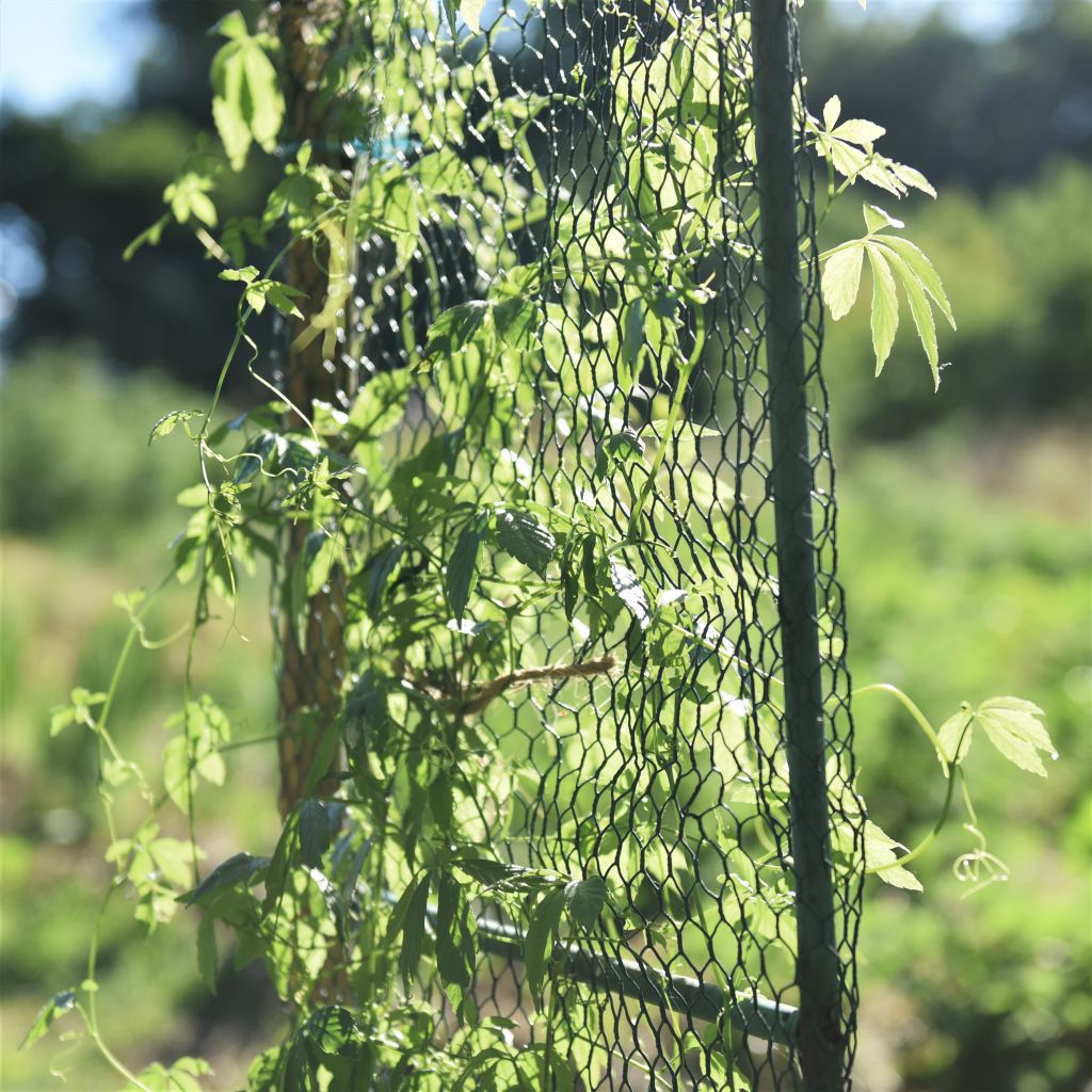 Jiaogulan - Thé de l'immortalité BIO - Herbe de l'Immortalité