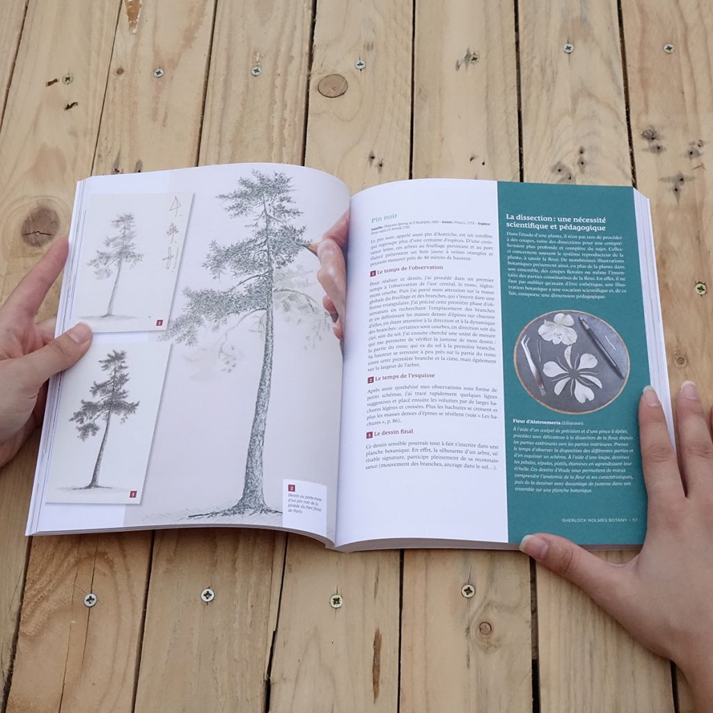 Le dessin botanique de A à Z