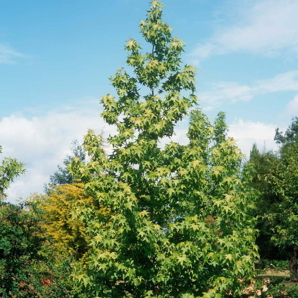 Liquidambar styraciflua Thea - Copalme d'Amérique