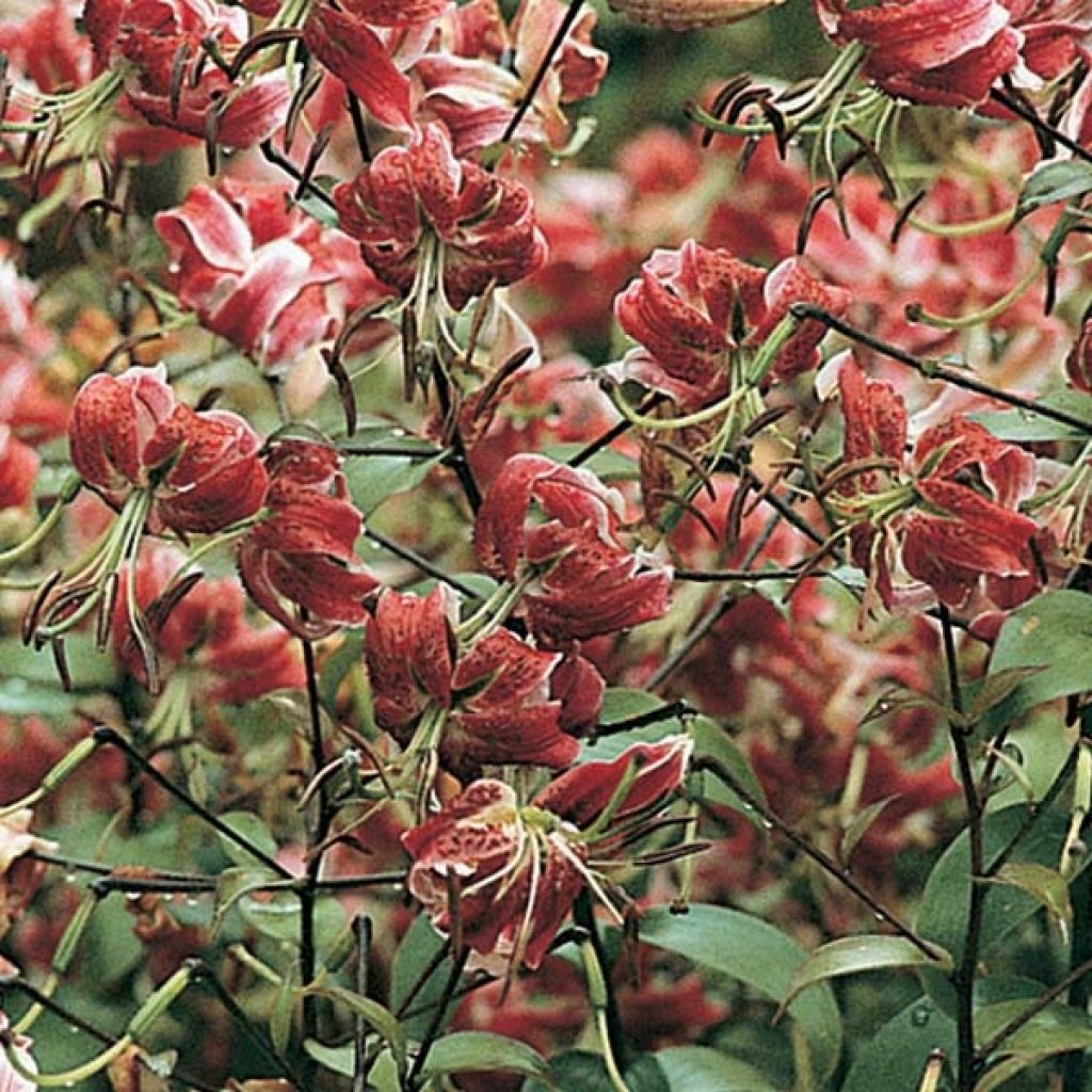 Lis hybride oriental - Lilium x speciosum Black Beauty -