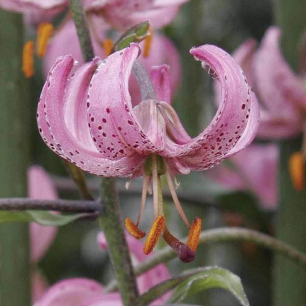 Lis Botanique Martagon