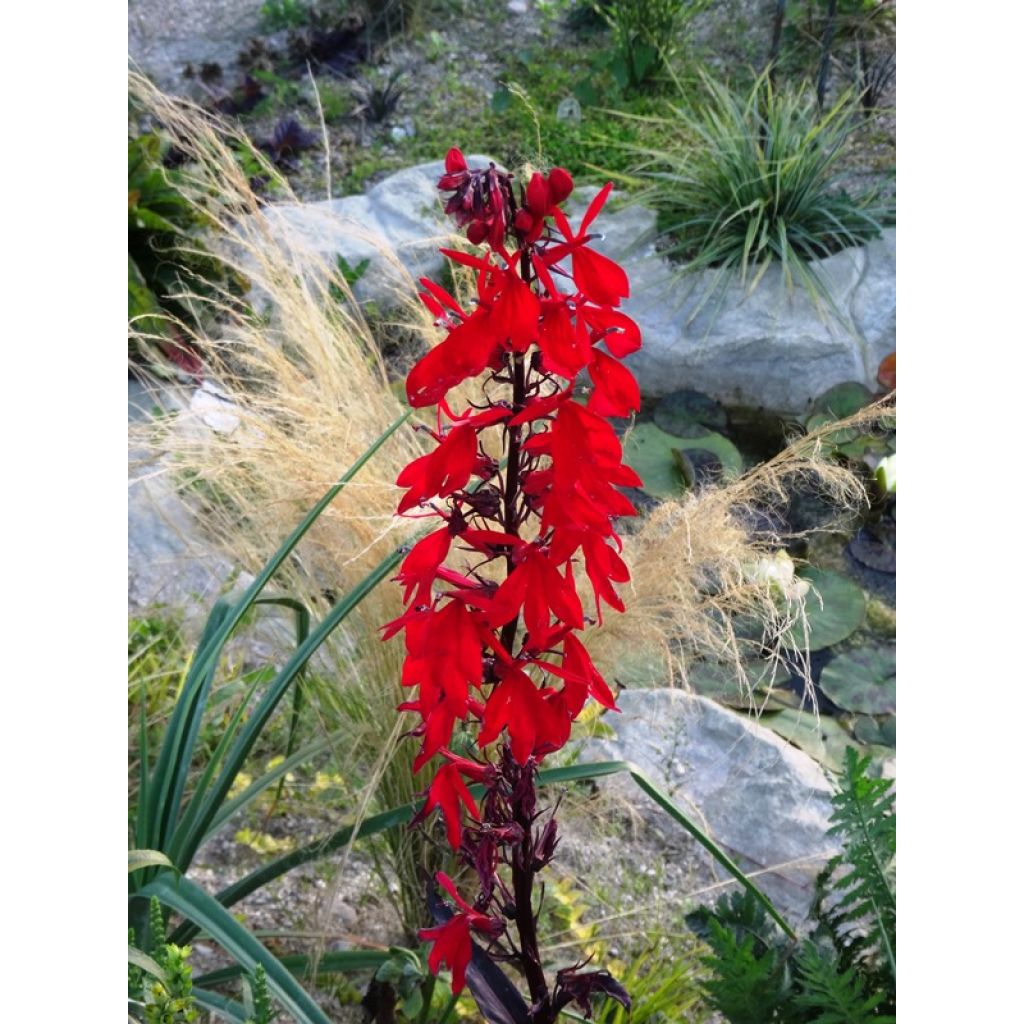 Lobelia fulgens Queen Victoria