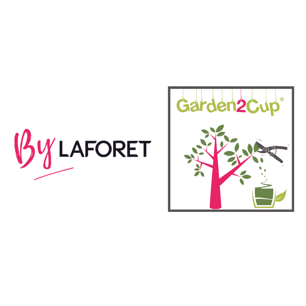 Ilex paraguariensis - Yerba maté, Thé du Paraguay