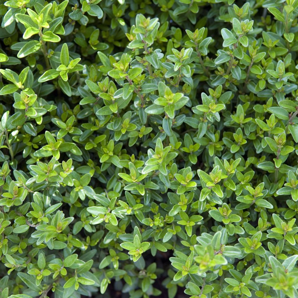 Lonicera nitida Tidy Tips - Chèvrefeuille à feuilles de Buis