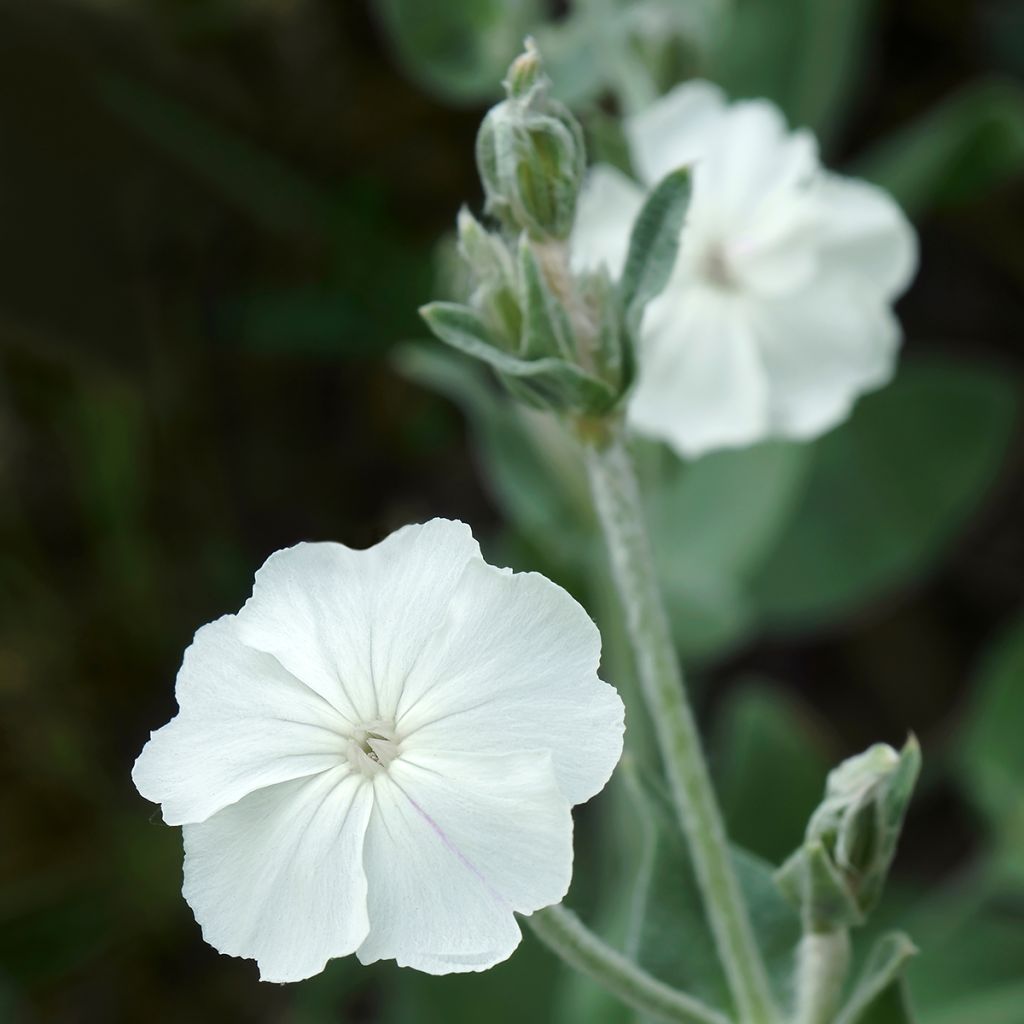 Lychnis coronaria Alba - Coquelourde des jardins blanche