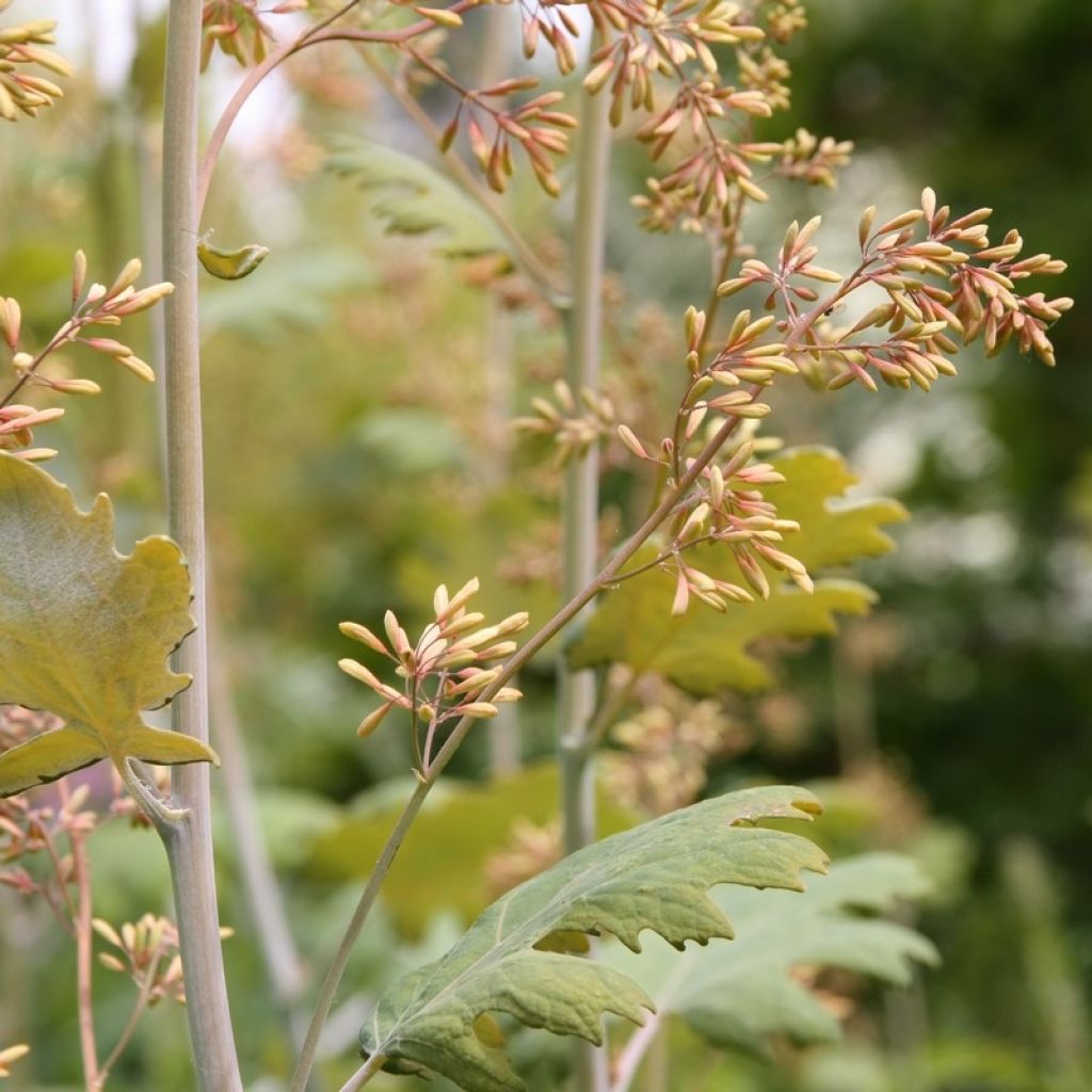 Macleaya cordata - Bocconie cordée