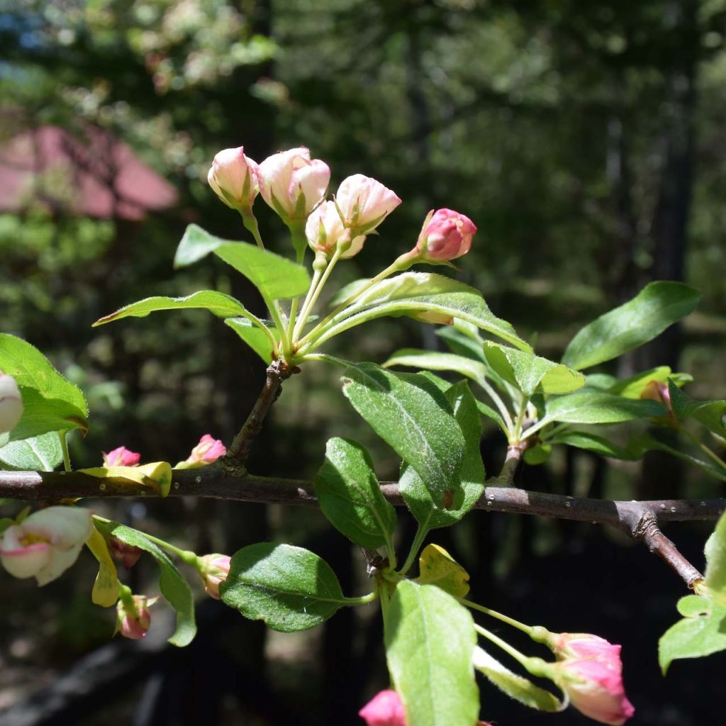 Malus toringo (Korean type) - Pommier d'ornement