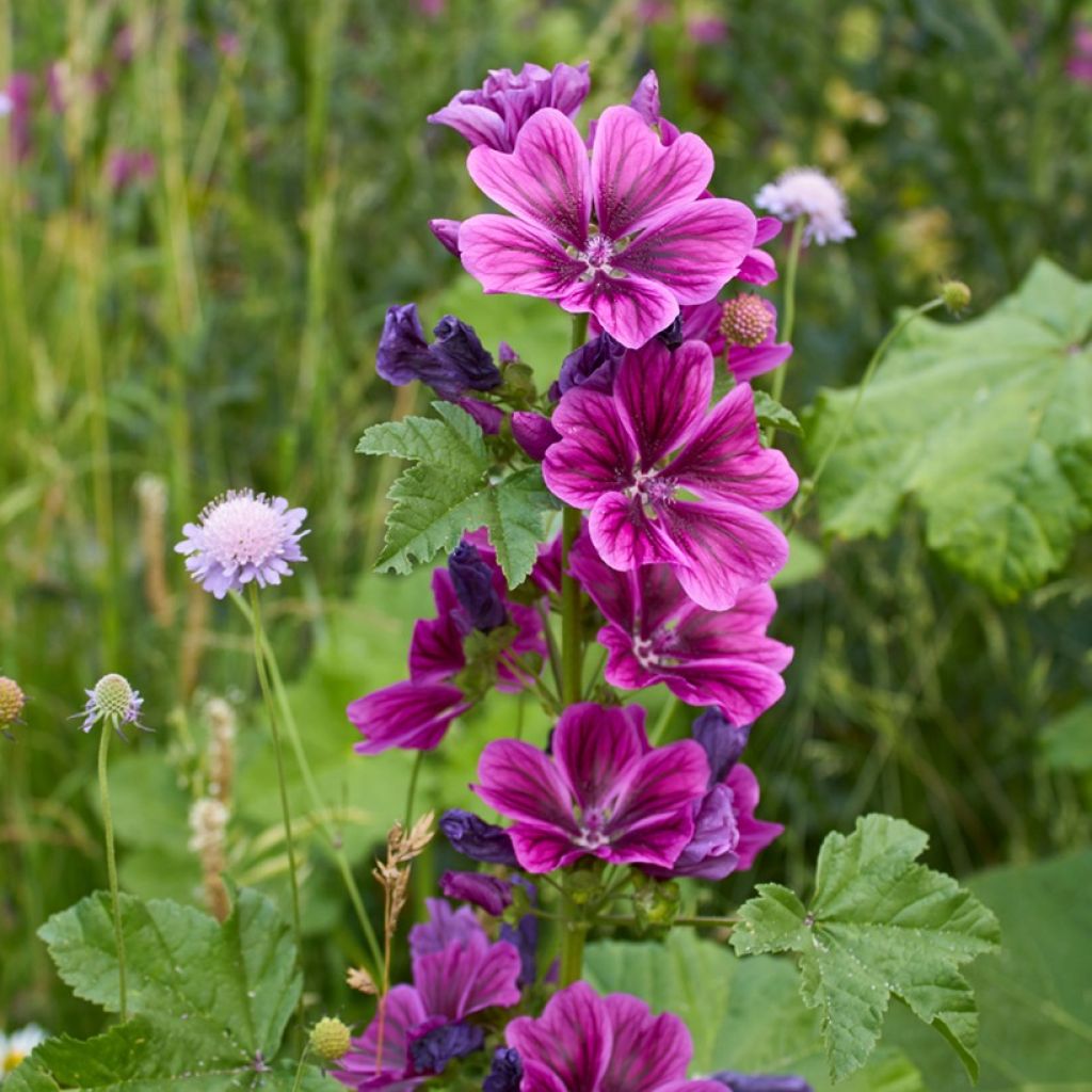 Graines de Malva sylvestris var Mauritiana Bio - Mauve de Mauritanie