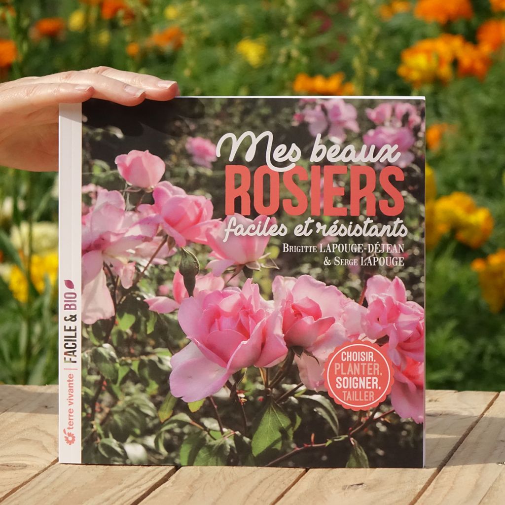 Mes beaux rosiers faciles et résistants