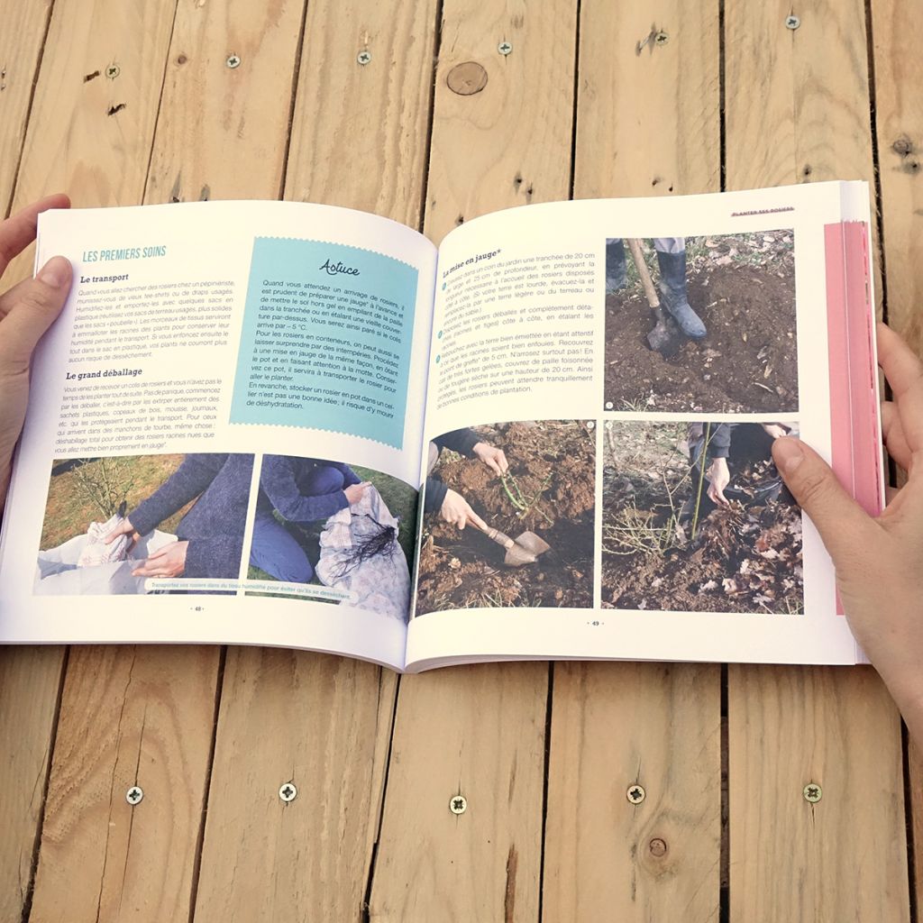 Mes beaux rosiers faciles et résistants