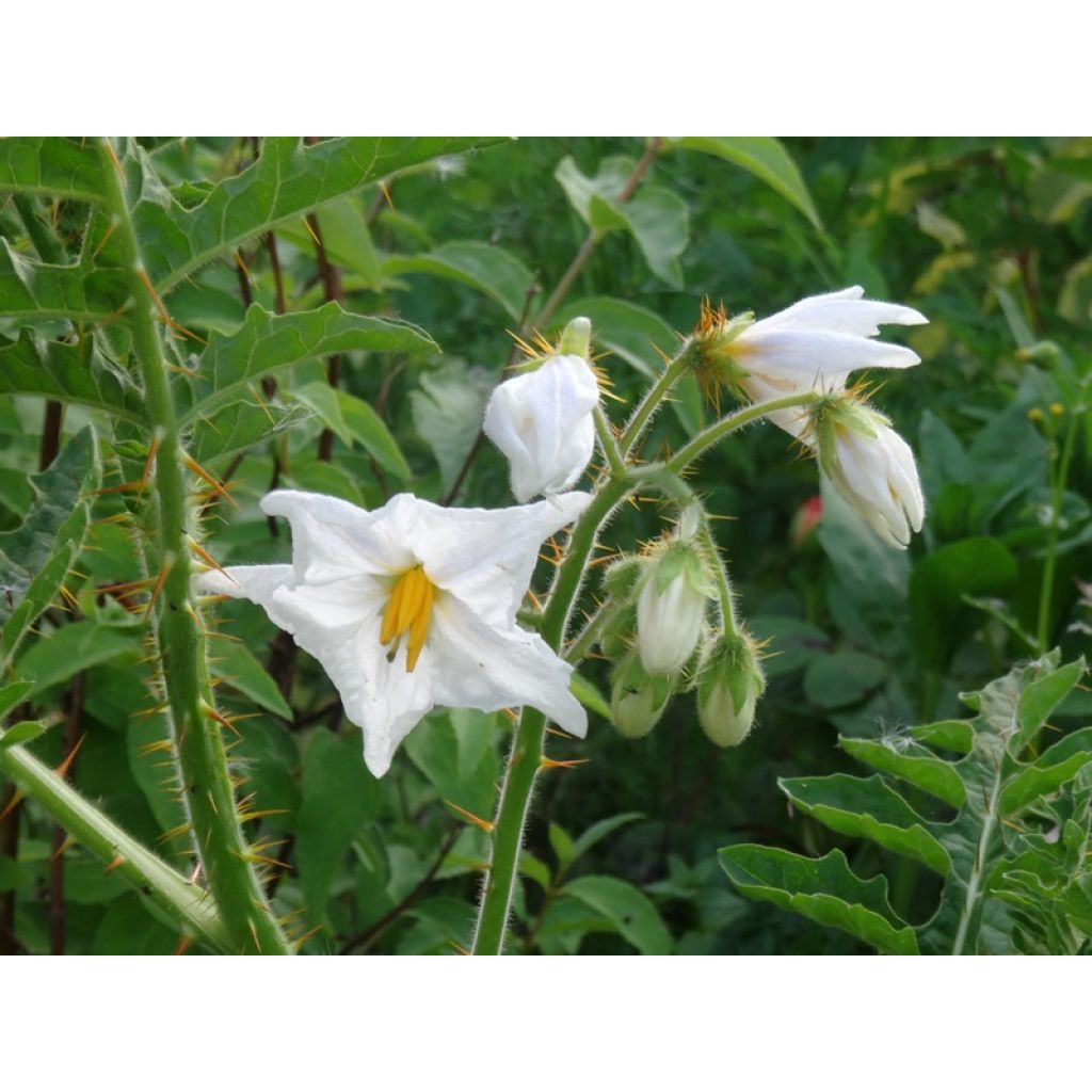 Des fleurs décoratives
