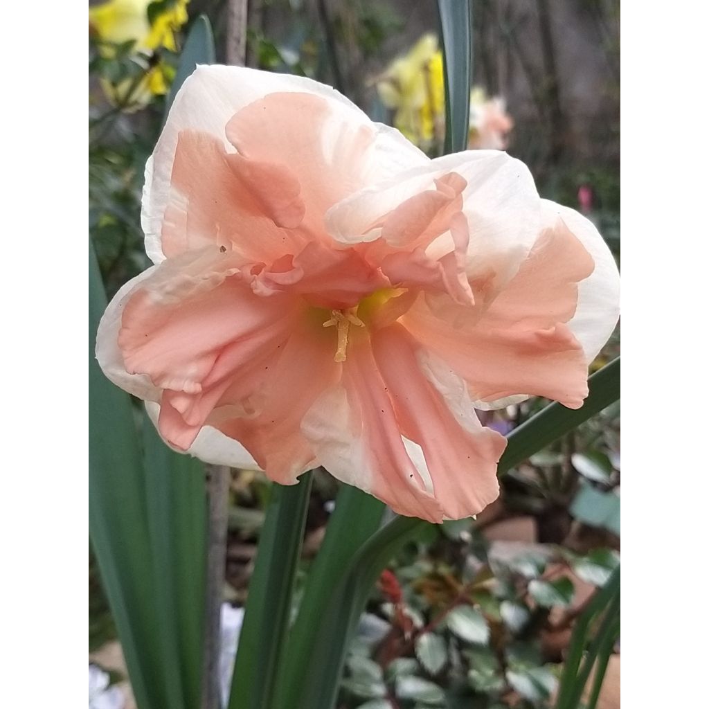 Narcisse papillon Apricot Whirl
