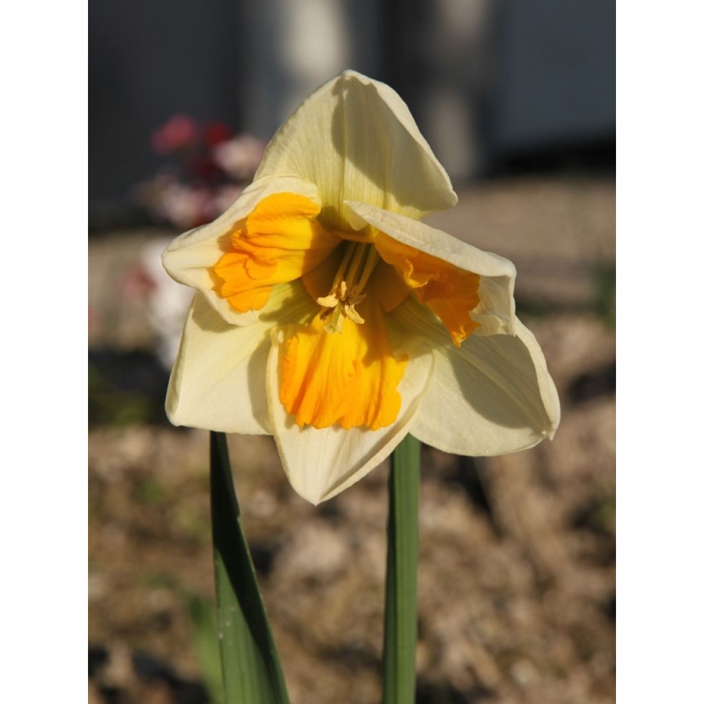 Narcisse Tricollet