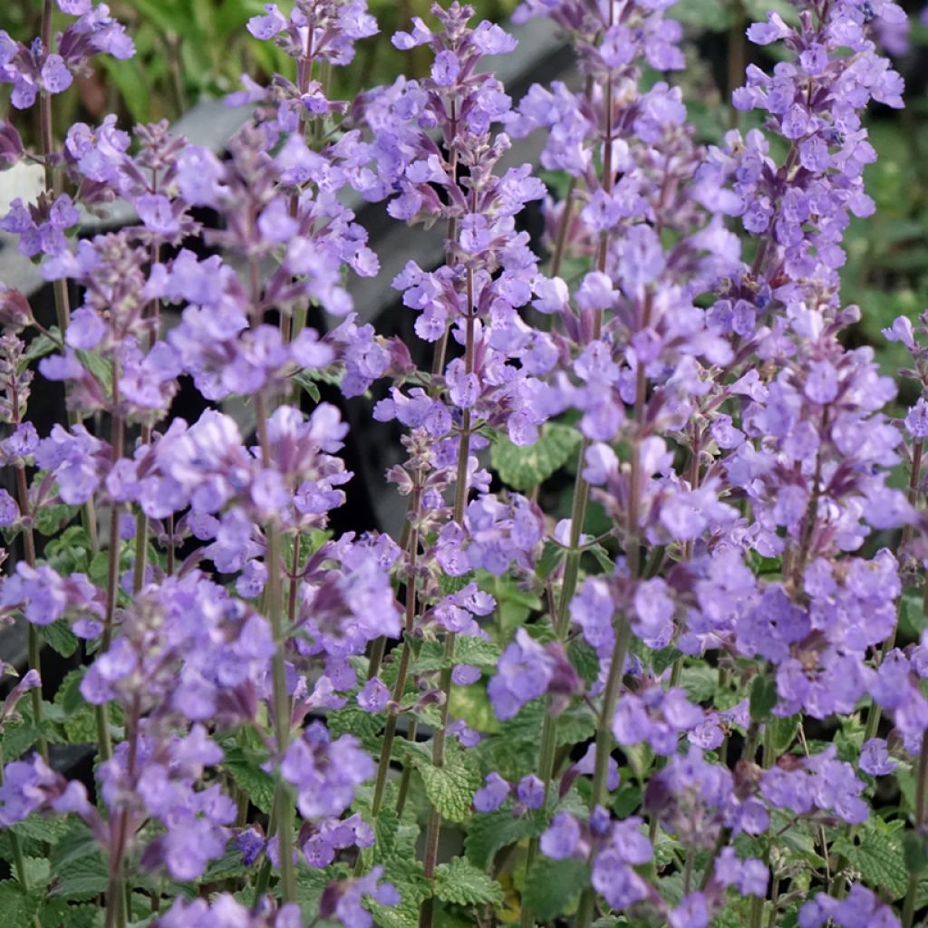 Nepeta faassenii Cat's Pajamas