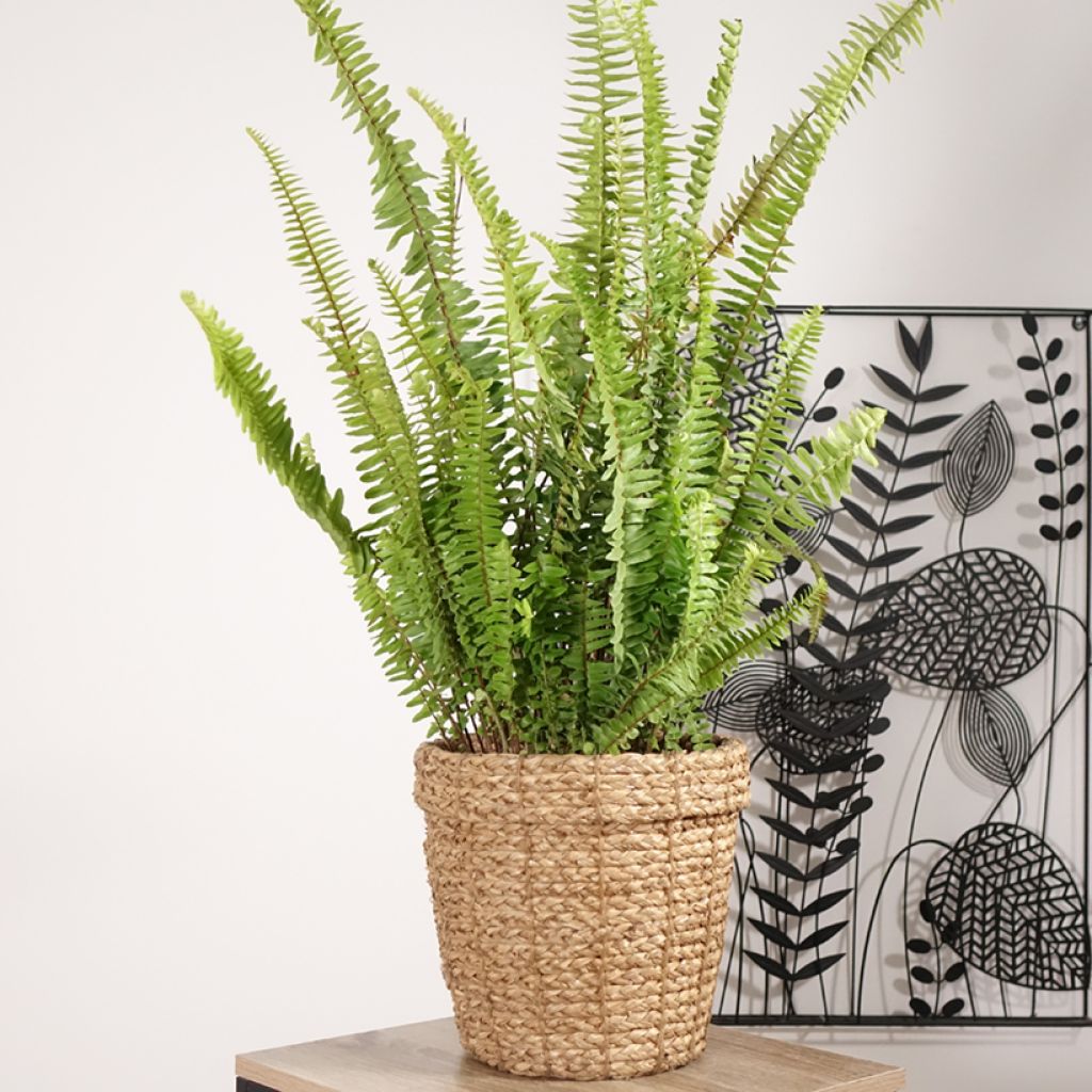 Nephrolepis cordifolia  Artic Jungle - Fougère de Boston rustique