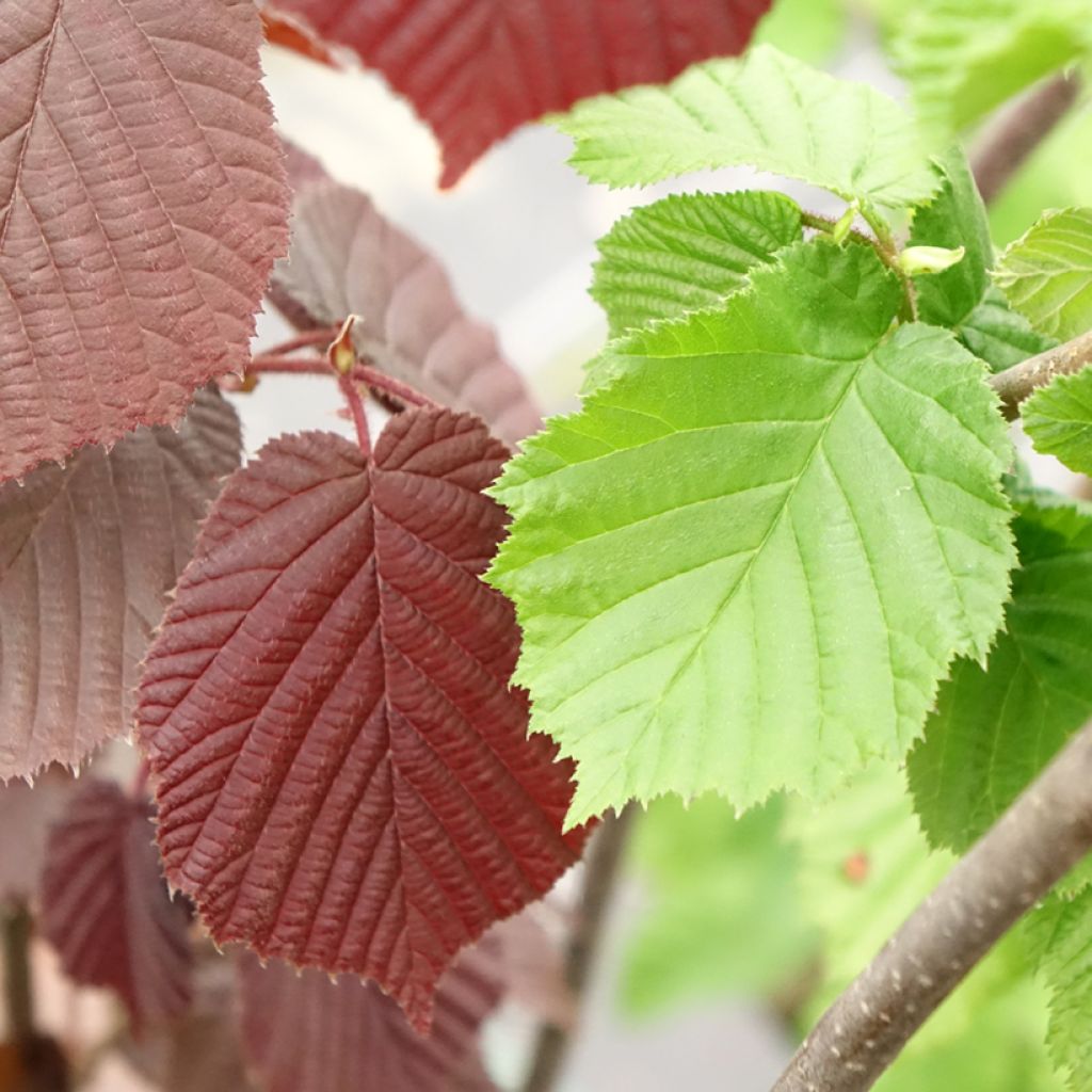 Noisetier Syrena - Corylus avellana