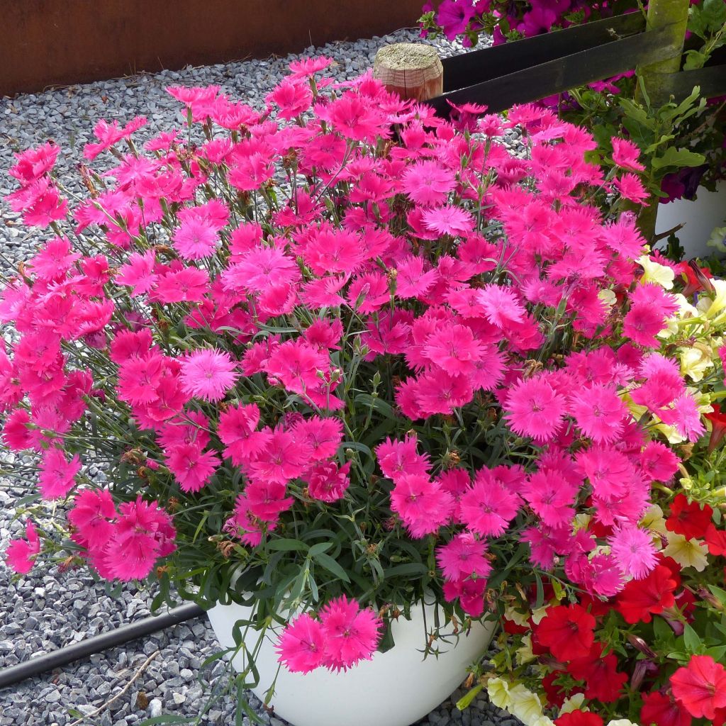 Oeillet annuel - Dianthus Suntory Pink
