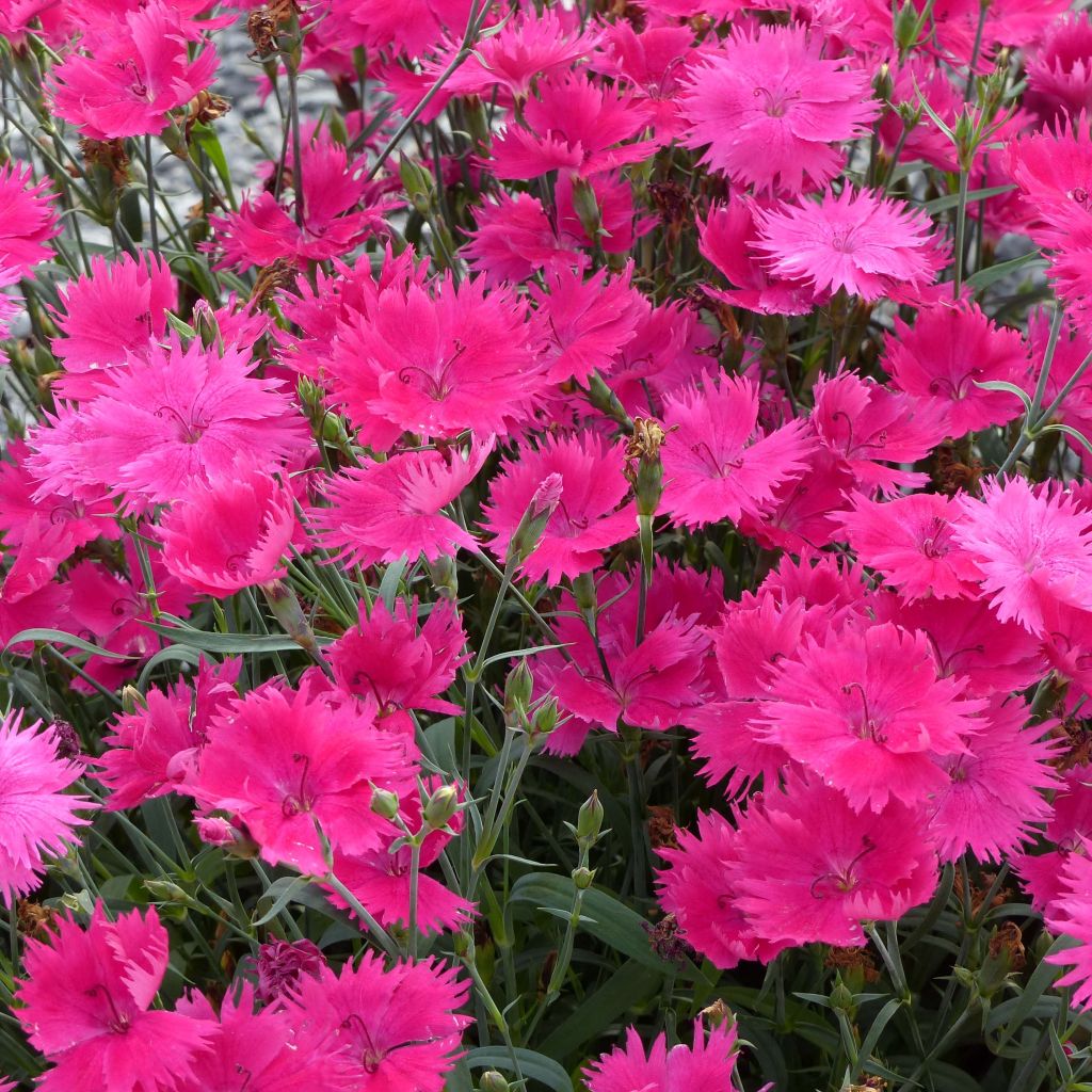 Oeillet annuel - Dianthus Suntory Pink