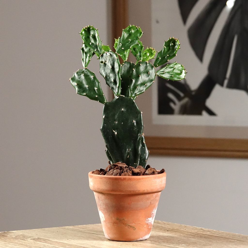 Opuntia jamaicensis - Cactus raquette