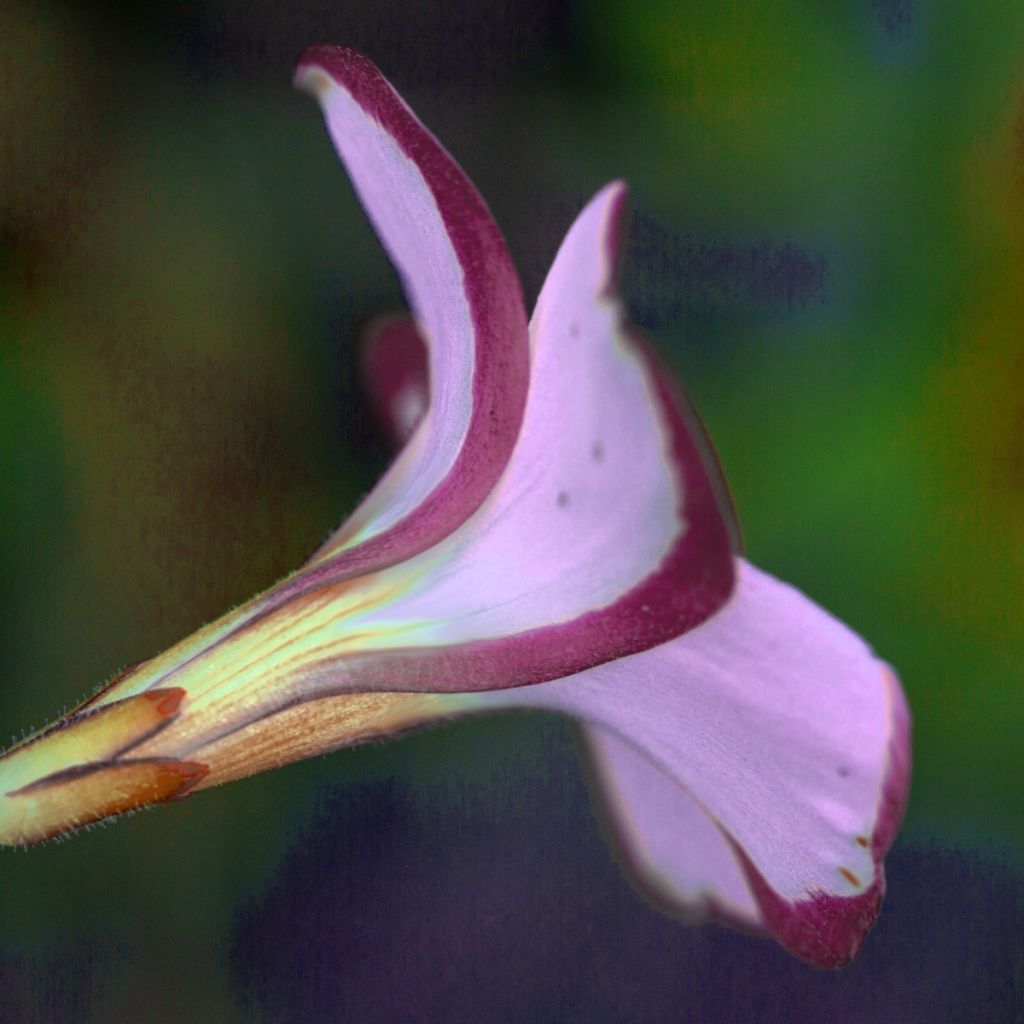 Oxalis versicolor Autumn Pink