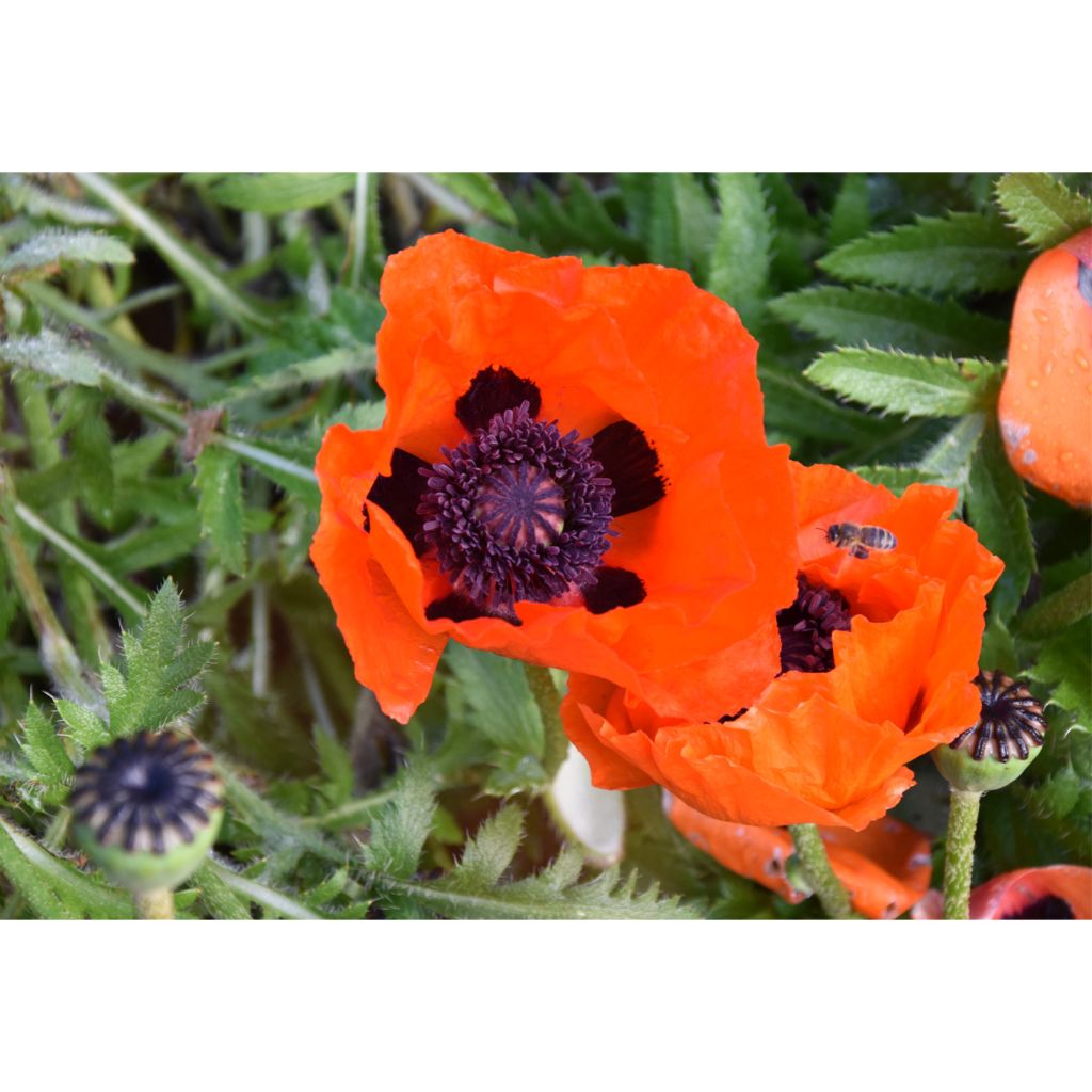 Pavot d'Orient Brilliant- Papaver orientale