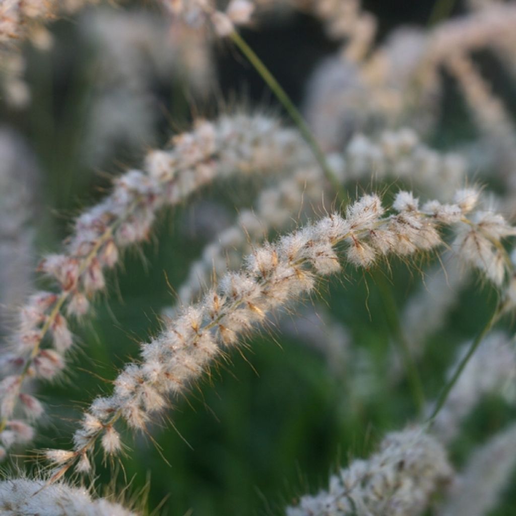 Pennisetum orientale Tall Tails - Herbe aux écouvillons blanc argenté