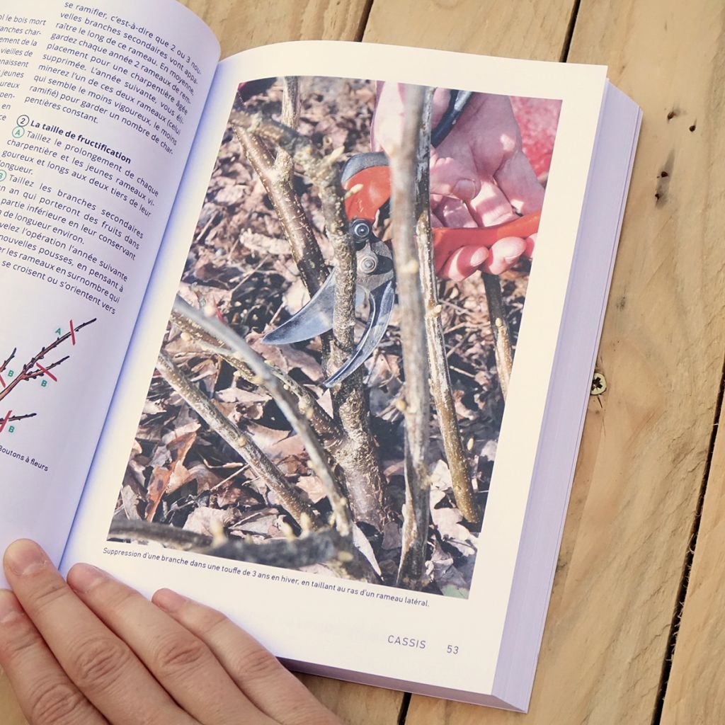 Petits fruits, délices du jardin bio