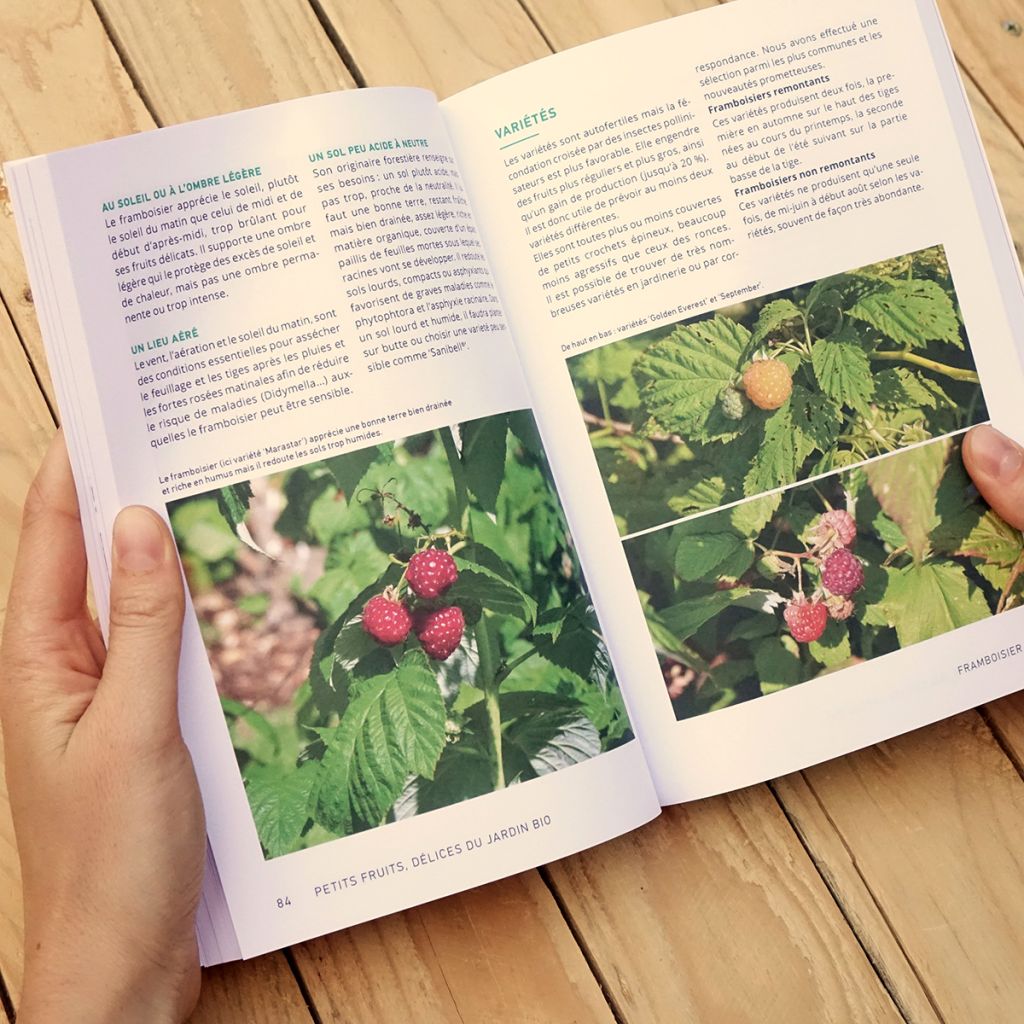 Petits fruits, délices du jardin bio