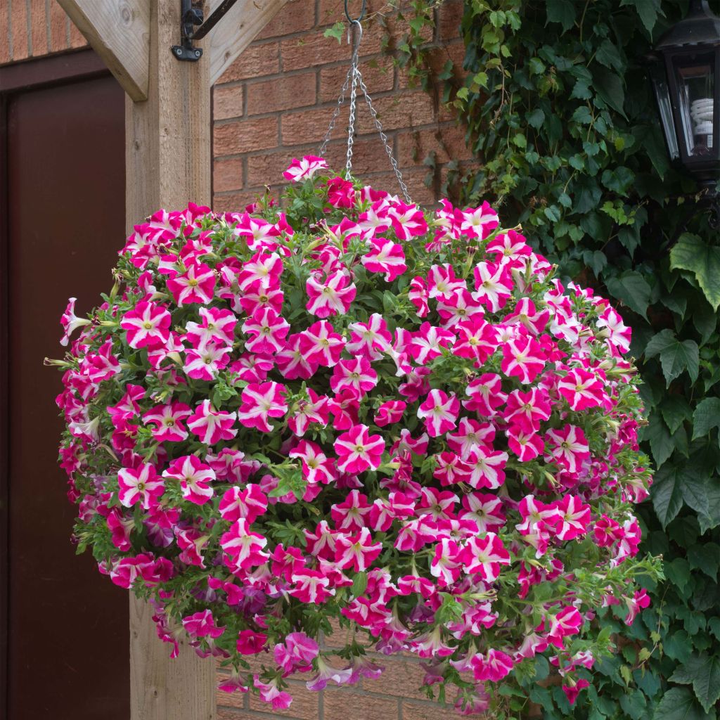 Pétunia Designer Rose Star