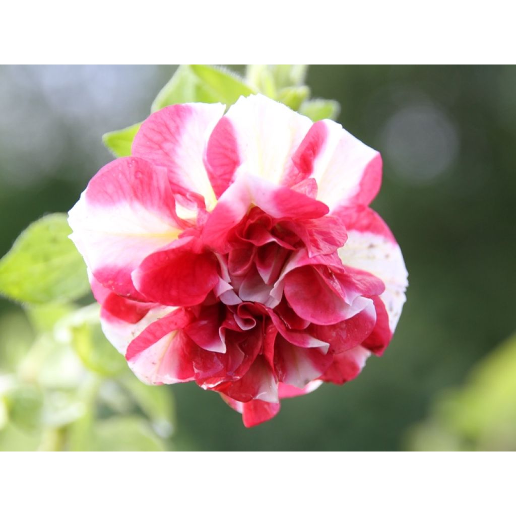 Petunia Tumbelina Cherry Ripple - Pétunia double