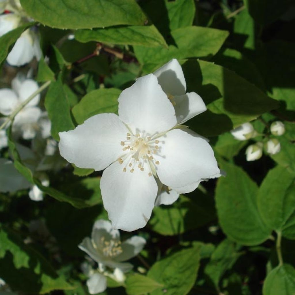 Philadelphus coronarius
