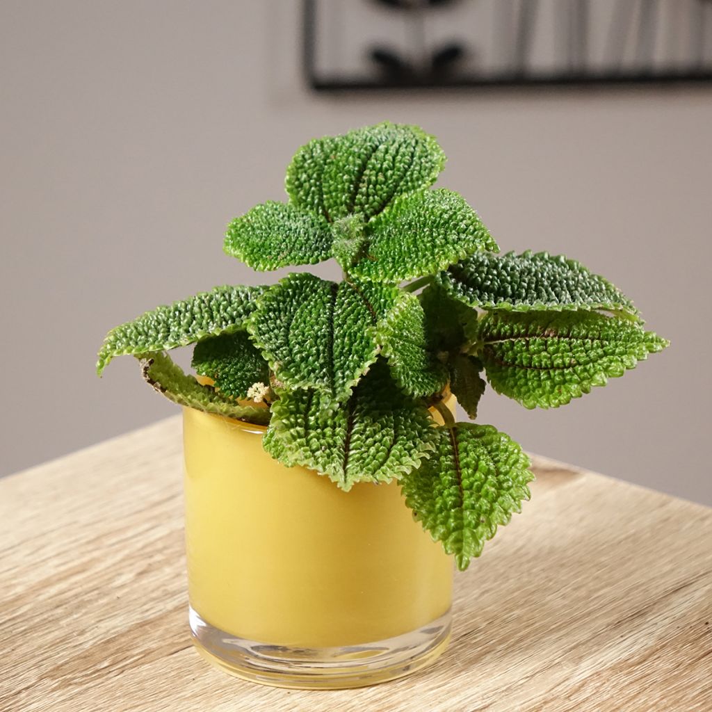 Pilea Moon Valley