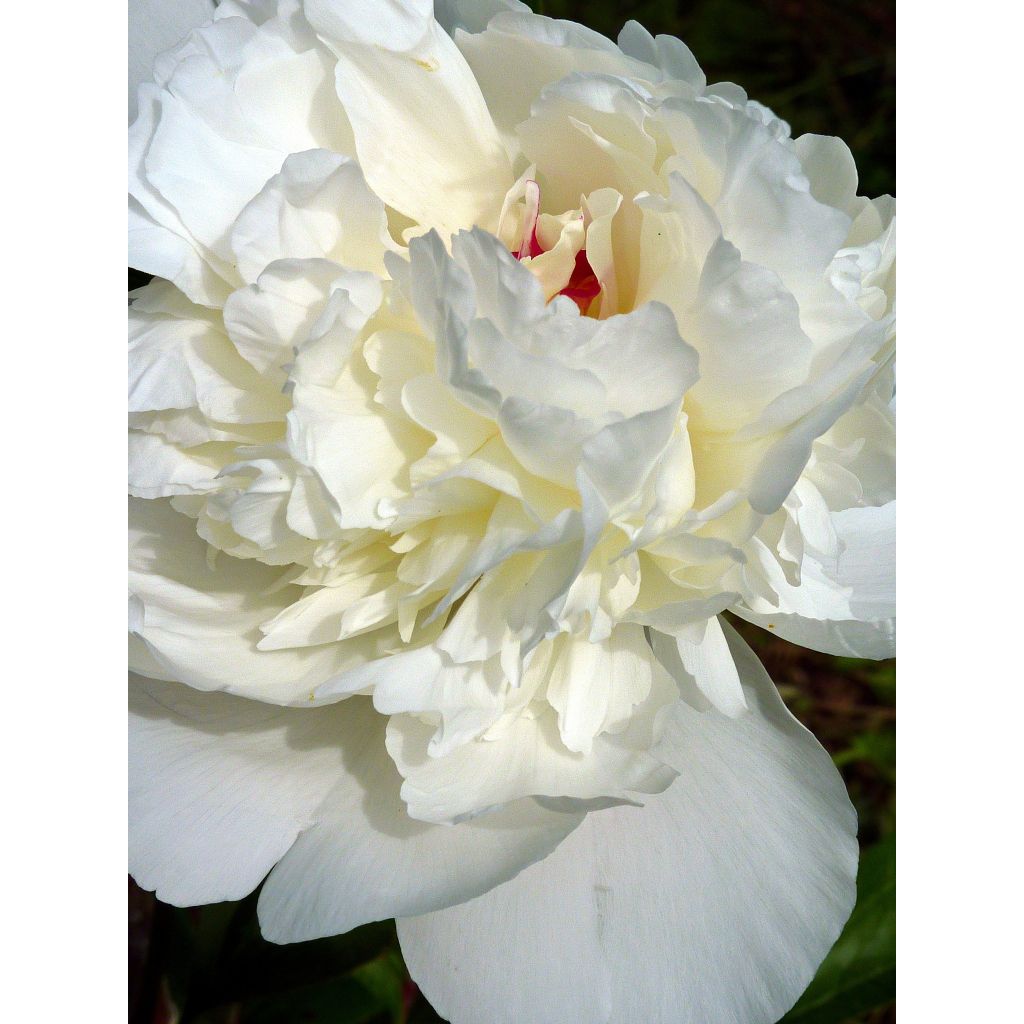 Pivoine lactiflora Marie Lemoine
