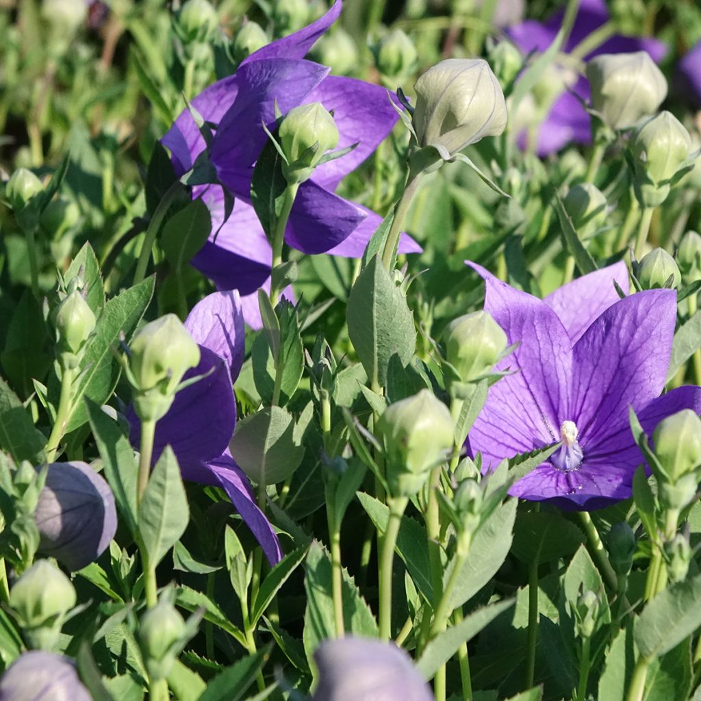 Platycodon grandiflorus Astra Blue