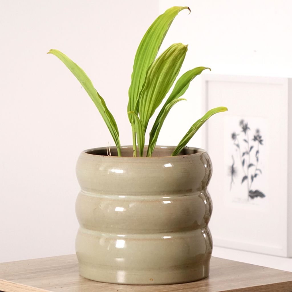 Pleione Glacier Peak - Orchidée terrestre