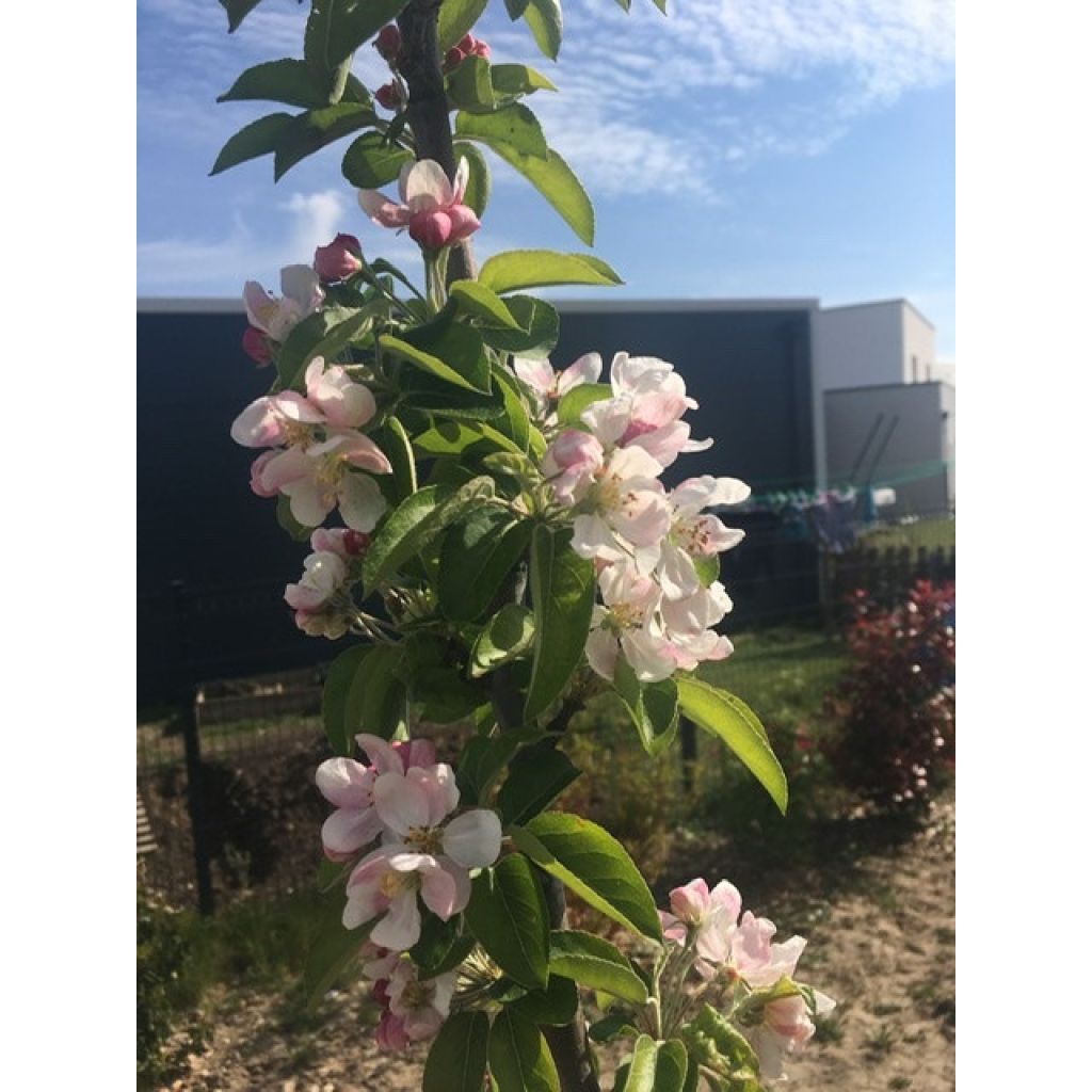 Pommier d'ornement - Malus Golden Hornet