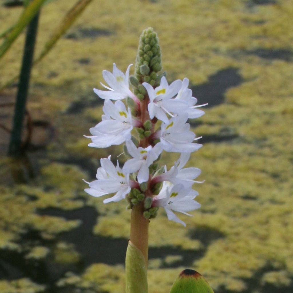 Pontederia cordata  White Pike - Pontédérie à feuilles en coeur