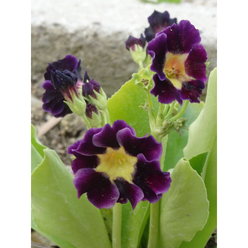 Primevère oreille d'ours - Primula auricula en mélange