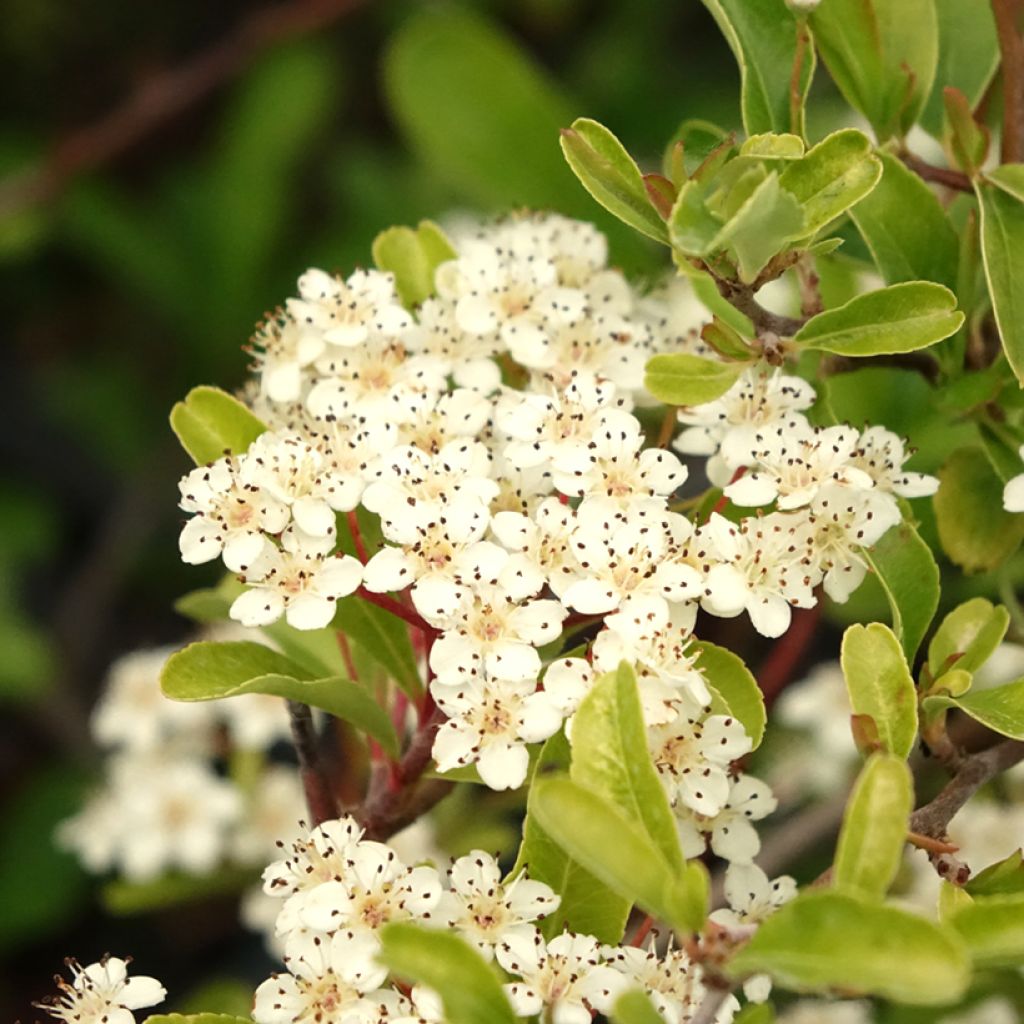 Pyracantha coccinea Sunny Star - Buisson ardent